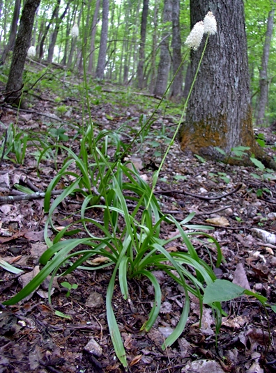 {Amianthium muscitoxicum}